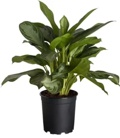Dehner Grünpflanzen > Kolbenfaden - Aglaonema commutatum 'Silver Bay'