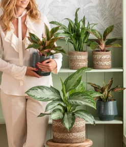 Dehner Kolbenfaden - Aglaonema commutatum 'Silver Bay' Hot