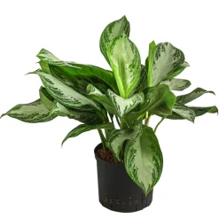 Dehner Hydropflanzen|Grünpflanzen - Kolbenfaden - Aglaonema commutatum 'Silver Bay', Hydrokultur
