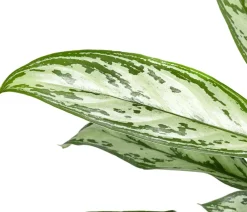 Dehner Grünpflanzen > Kolbenfaden - Aglaonema cultivars 'Christina'