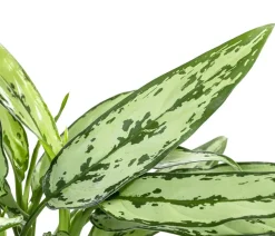 Dehner Kolbenfaden - Aglaonema cultivars 'Cutlass' Discount