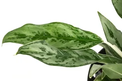 Dehner Kolbenfaden - Aglaonema 'Greyhound', Hydrokultur Best