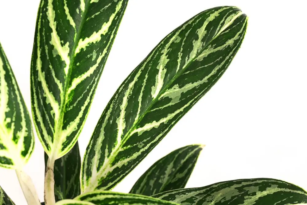 Dehner Hydropflanzen|Grünpflanzen > Kolbenfaden - Aglaonema 'Ivy Green', Hydrokultur