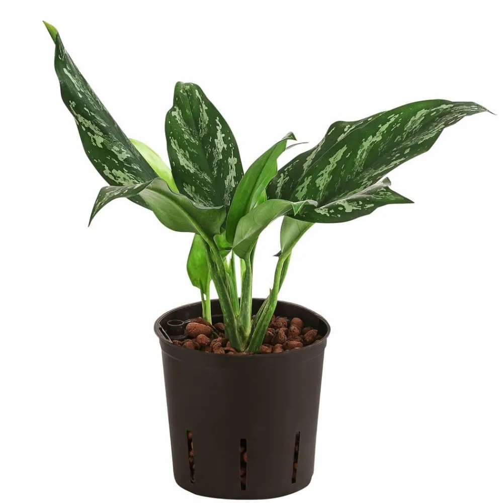 Dehner Hydropflanzen|Grünpflanzen - Kolbenfaden - Aglaonema 'Maria', Hydrokultur