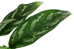 Dehner Hydropflanzen|Grünpflanzen - Kolbenfaden - Aglaonema 'Maria', Hydrokultur