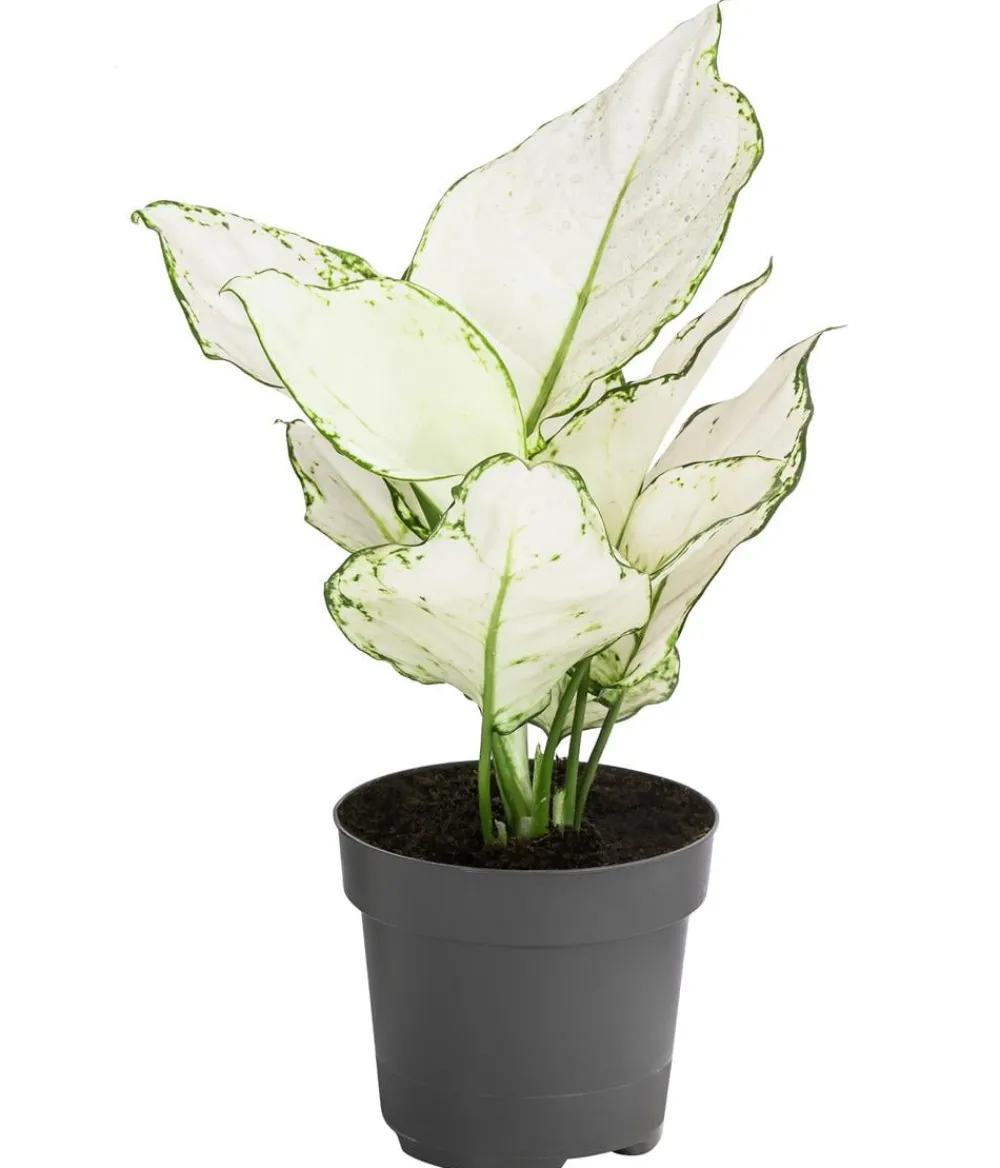 Dehner Grünpflanzen > Kolbenfaden - Aglaonema 'White Joy'