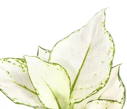 Dehner Grünpflanzen > Kolbenfaden - Aglaonema 'White Joy'