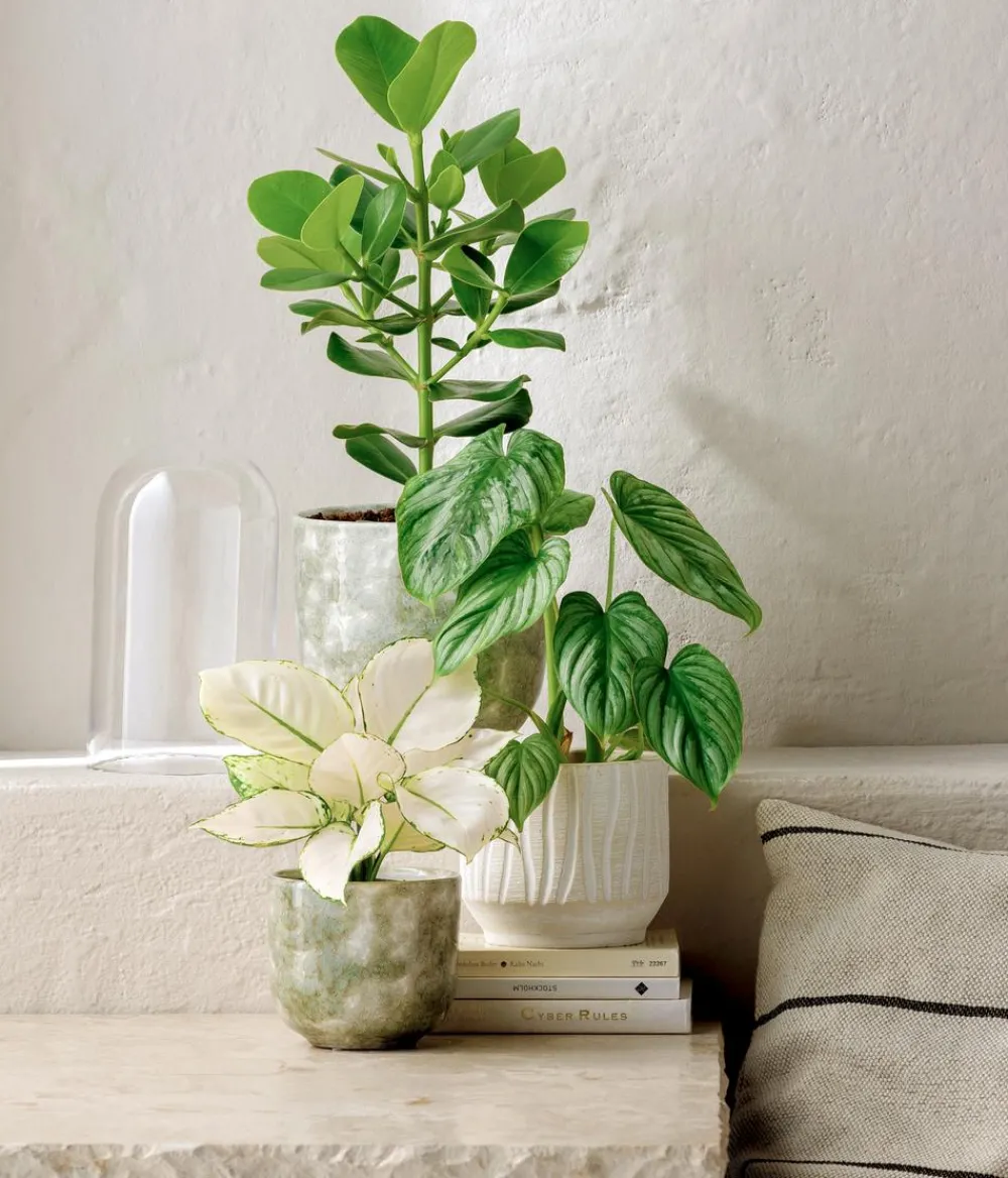 Dehner Grünpflanzen > Kolbenfaden - Aglaonema 'White Joy'