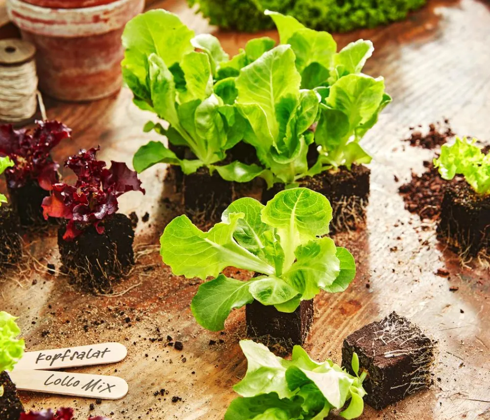 Dehner Kohl- & Salatpflanzen - Kopfsalat, 12er Schale Grün