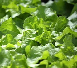 Dehner Kohl- & Salatpflanzen - Kopfsalat, 12er Schale Grün