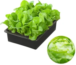 Dehner Kohl- & Salatpflanzen - Kopfsalat, 12er Schale Grün
