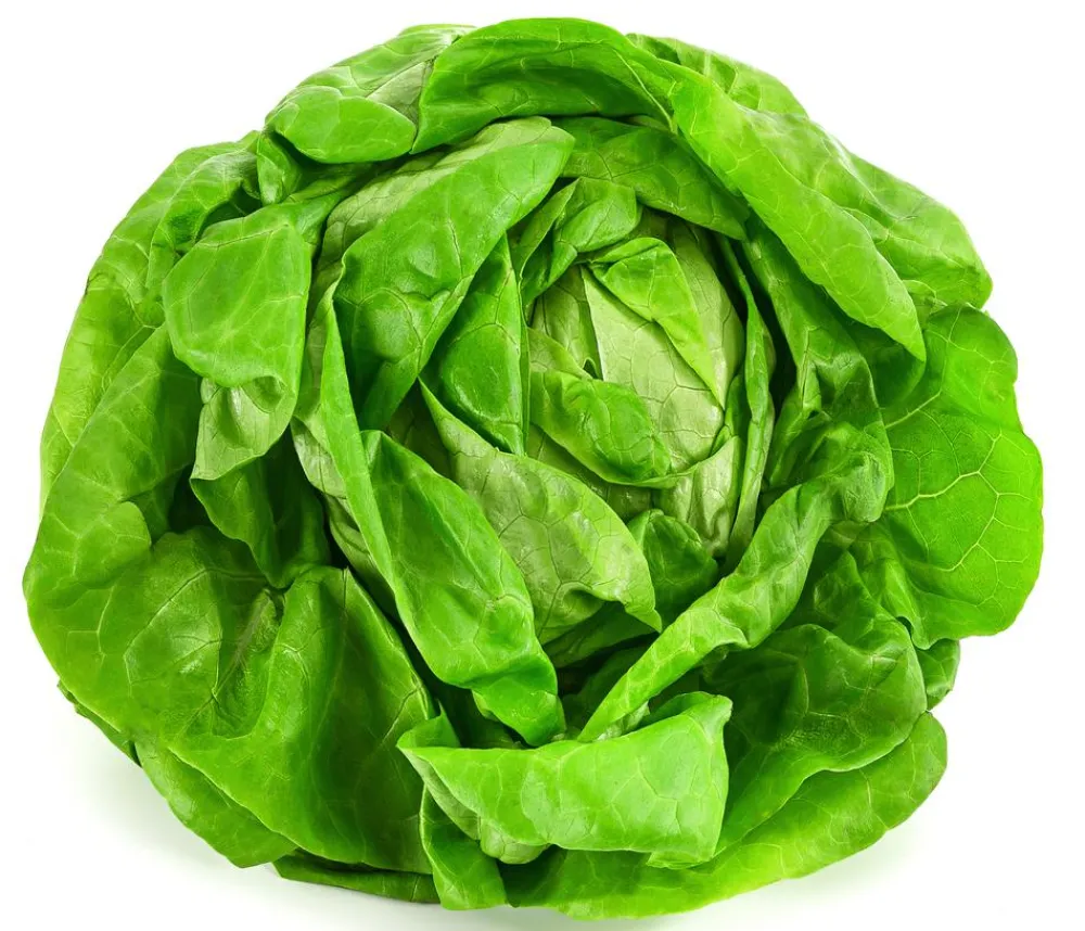 Dehner Kohl- & Salatpflanzen - Kopfsalat, 12er Schale Grün