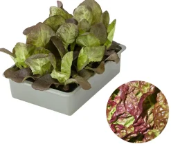 Dehner Kopfsalat Rotkäppchen, lausresistent, 12er Schale Online