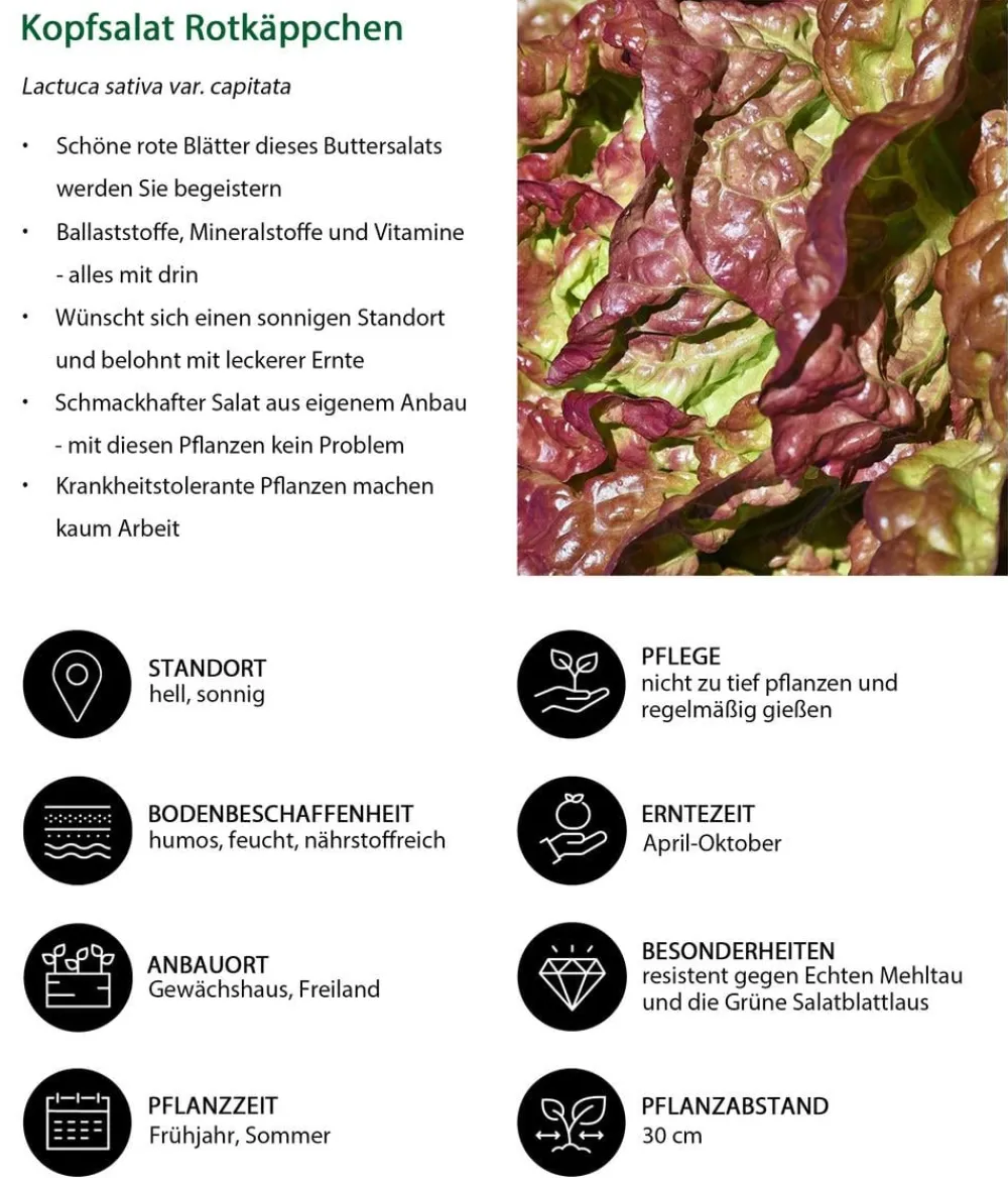 Dehner Kopfsalat Rotkäppchen, lausresistent, 12er Schale Online