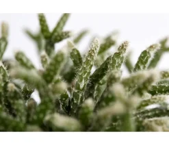 Dehner Kakteen > Korallenkaktus - Rhipsalis cassutha, verschiedene Sorten