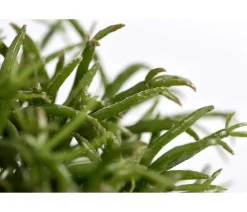 Dehner Kakteen > Korallenkaktus - Rhipsalis cassutha, verschiedene Sorten