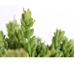 Dehner Kakteen > Korallenkaktus - Rhipsalis cassutha, verschiedene Sorten
