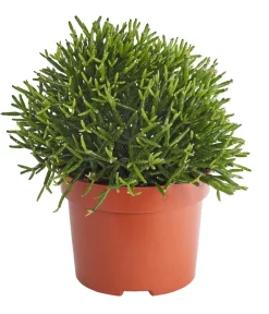 Dehner Kakteen > Korallenkaktus - Rhipsalis cassutha, verschiedene Sorten