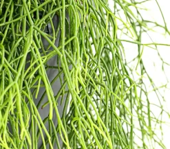 Dehner Korallenkaktus - Rhipsalis cassutha, verschiedene Sorten, Ampel Grün Hot
