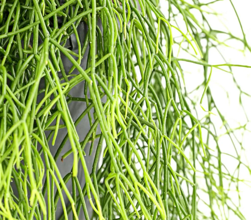 Dehner Korallenkaktus - Rhipsalis cassutha, verschiedene Sorten, Ampel Grün Hot