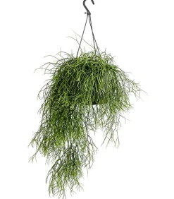 Dehner Korallenkaktus - Rhipsalis cassutha, verschiedene Sorten, Ampel Grün Hot