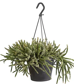 Dehner Korallenkaktus - Rhipsalis cassutha, verschiedene Sorten, Ampel Grün Hot