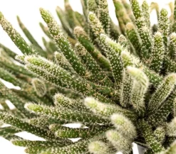 Dehner Korallenkaktus - Rhipsalis cassutha, verschiedene Sorten, Ampel Grün Hot