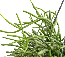 Dehner Korallenkaktus - Rhipsalis cassutha, verschiedene Sorten, Ampel Grün Hot