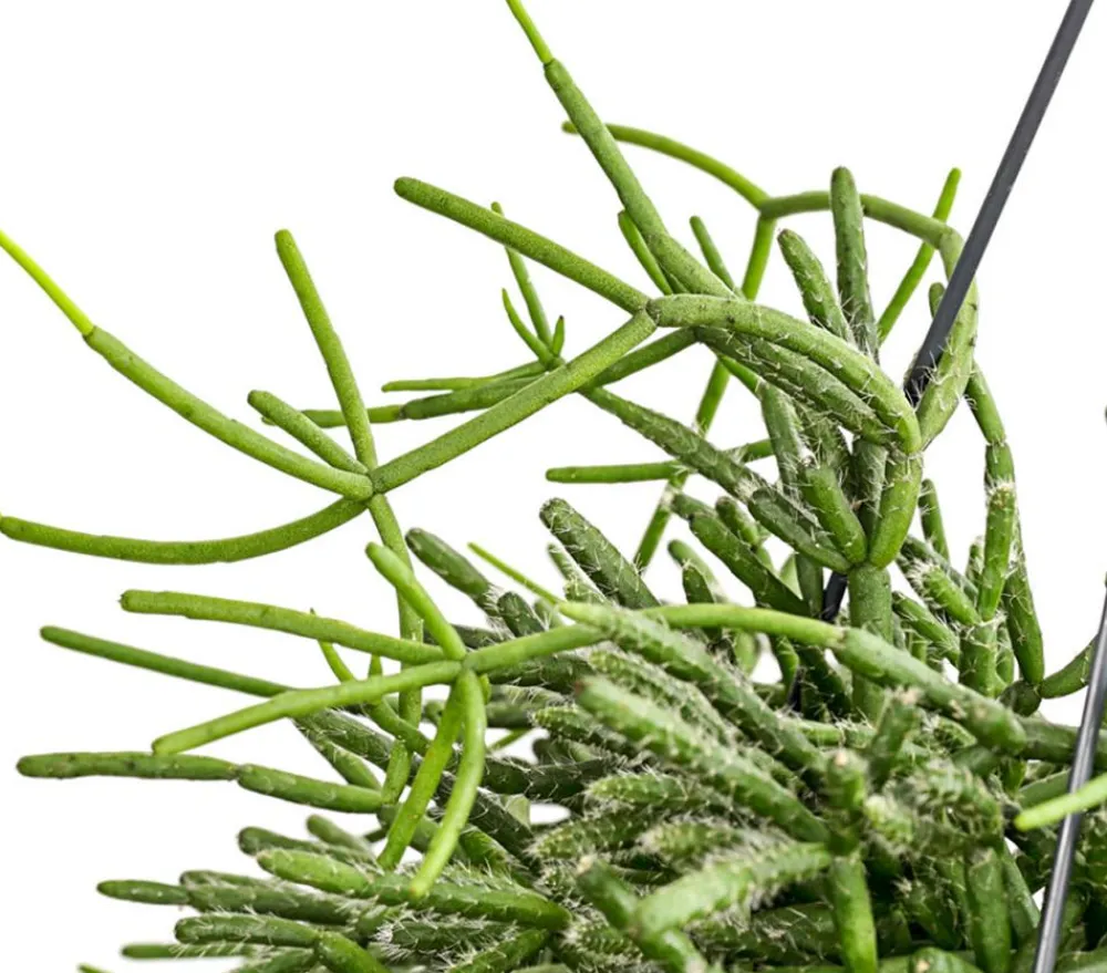 Dehner Korallenkaktus - Rhipsalis cassutha, verschiedene Sorten, Ampel Grün Hot