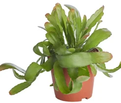 Dehner Korallenkaktus - Rhipsalis 'Red Coral' Grün Outlet