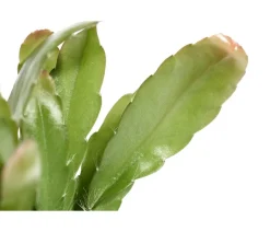 Dehner Korallenkaktus - Rhipsalis 'Red Coral' Grün Outlet