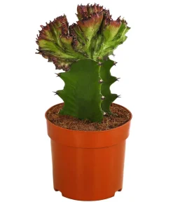 Dehner Kakteen > Korallen-Wolfsmilch - Euphorbia lactea, verschiedene Sorten