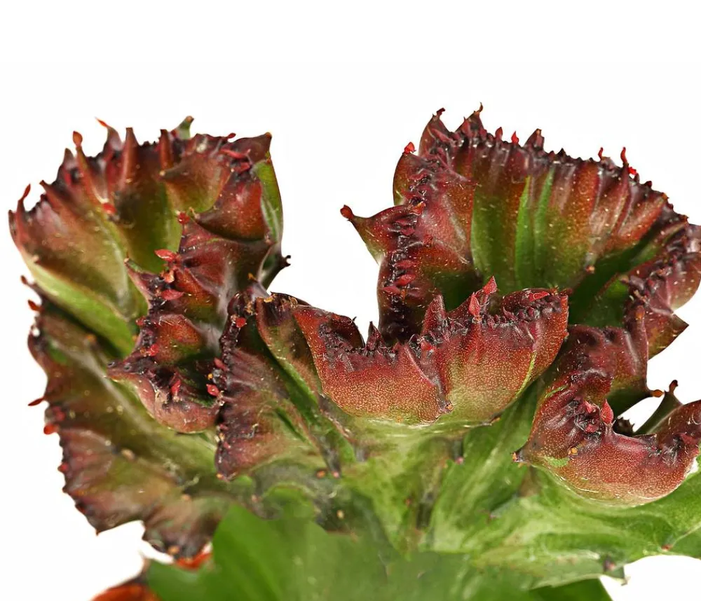 Dehner Kakteen > Korallen-Wolfsmilch - Euphorbia lactea, verschiedene Sorten