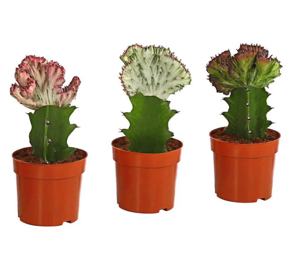 Dehner Kakteen > Korallen-Wolfsmilch - Euphorbia lactea, verschiedene Sorten