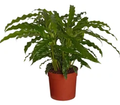Dehner Calathea & Alocasia|Grünpflanzen - Korbmarante - Calathea 'Bluegrass' Grün