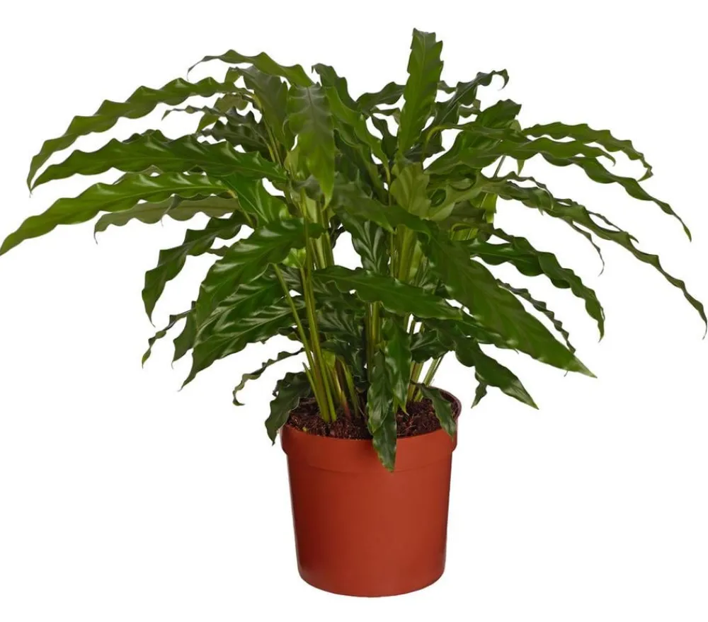 Dehner Calathea & Alocasia|Grünpflanzen - Korbmarante - Calathea 'Bluegrass' Grün