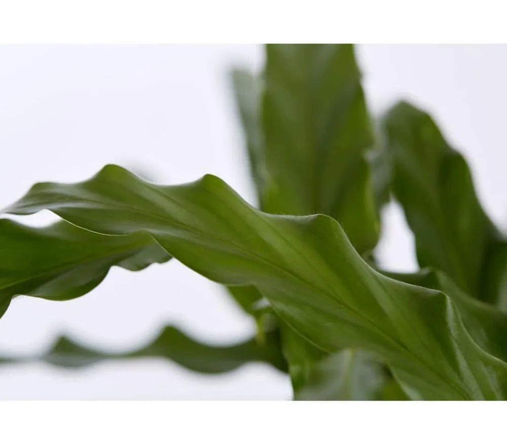 Dehner Calathea & Alocasia|Grünpflanzen - Korbmarante - Calathea 'Bluegrass' Grün