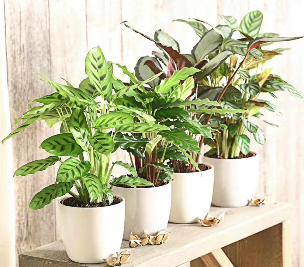 Dehner Calathea & Alocasia|Grünpflanzen > Korbmarante - Calathea 'Compactstar'