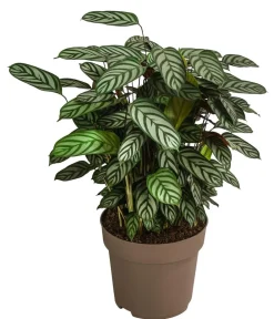 Dehner Calathea & Alocasia|Grünpflanzen - Korbmarante - Calathea 'Compactstar'