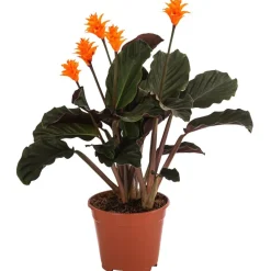 Dehner Korbmarante - Calathea crocata Discount