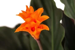 Dehner Korbmarante - Calathea crocata Discount