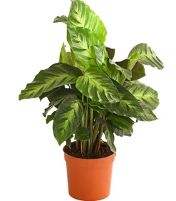Dehner Calathea & Alocasia|Grünpflanzen > Korbmarante - Calathea cultivars, verschiedene Sorten