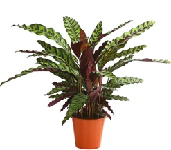 Dehner Korbmarante - Calathea cultivars, verschiedene Sorten Bunt Online