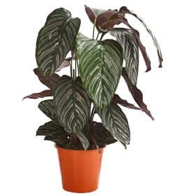 Dehner Calathea & Alocasia|Grünpflanzen - Korbmarante - Calathea cultivars, verschiedene Sorten Bunt