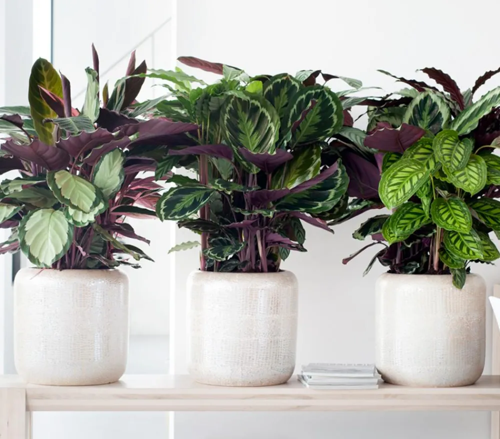 Dehner Calathea & Alocasia|Grünpflanzen - Korbmarante - Calathea cultivars, verschiedene Sorten Bunt
