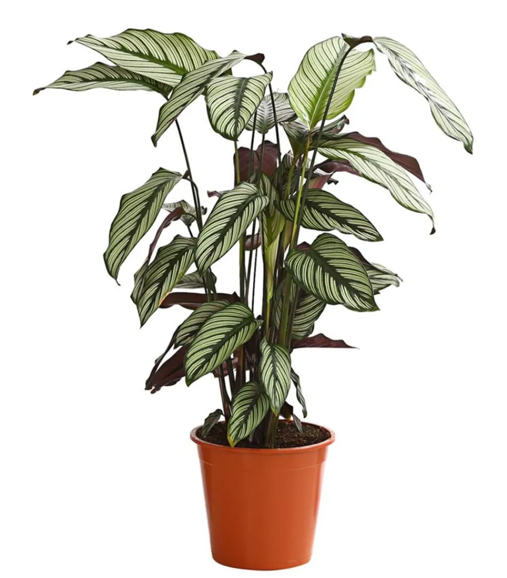 Dehner Calathea & Alocasia|Grünpflanzen - Korbmarante - Calathea cultivars, verschiedene Sorten Bunt