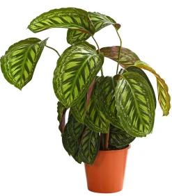 Dehner Calathea & Alocasia|Grünpflanzen - Korbmarante - Calathea cultivars, verschiedene Sorten Bunt