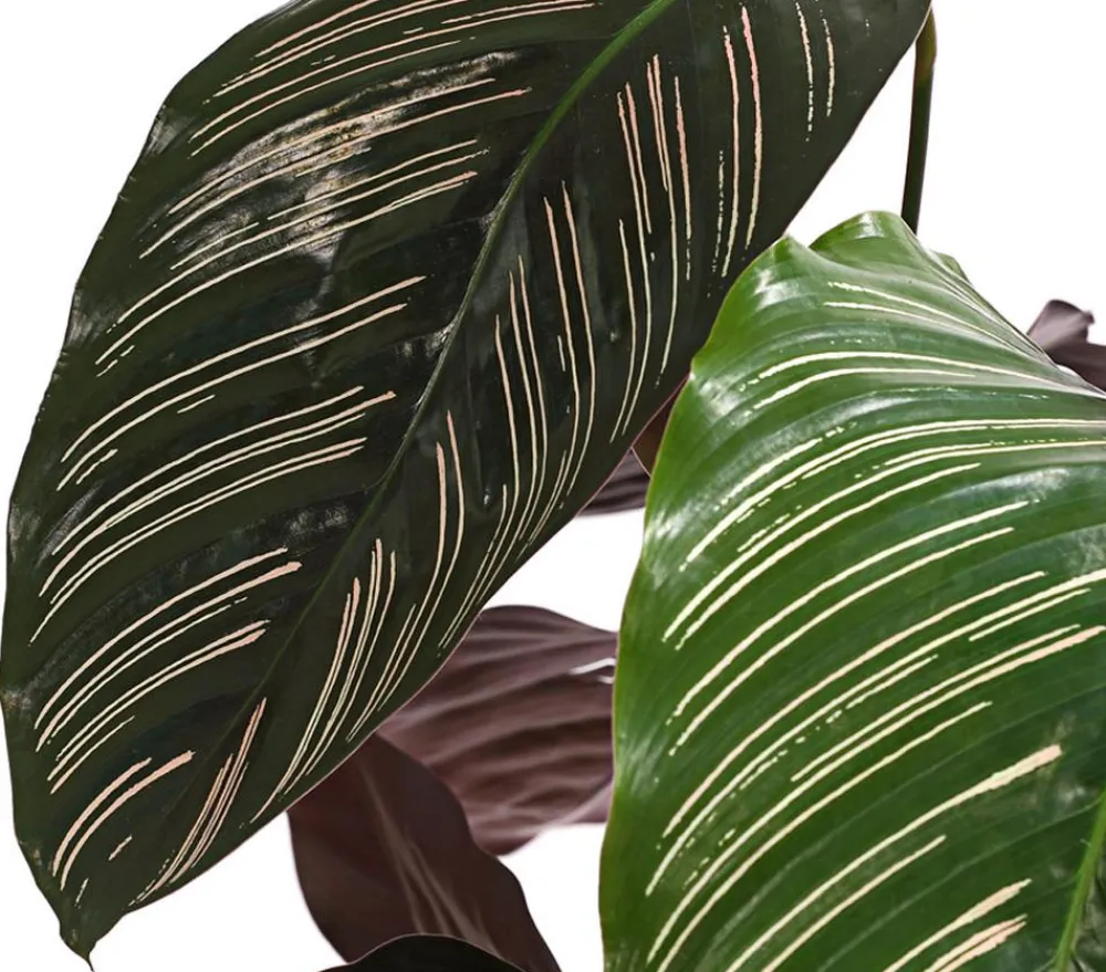 Dehner Calathea & Alocasia|Grünpflanzen - Korbmarante - Calathea cultivars, verschiedene Sorten Bunt