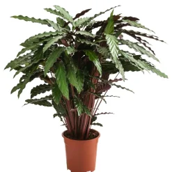 Dehner Calathea & Alocasia|Grünpflanzen - Korbmarante - Calathea cultivars, verschiedene Sorten Bunt