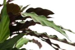 Dehner Calathea & Alocasia|Grünpflanzen - Korbmarante - Calathea cultivars, verschiedene Sorten Bunt